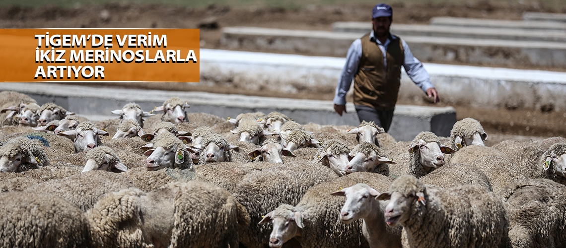 TİGEM’de verim ikiz merinoslarla artıyor