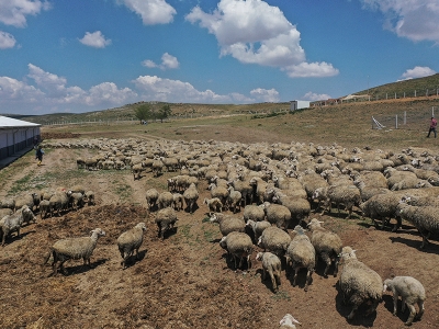 TİGEM’de verim ikiz merinoslarla artıyor