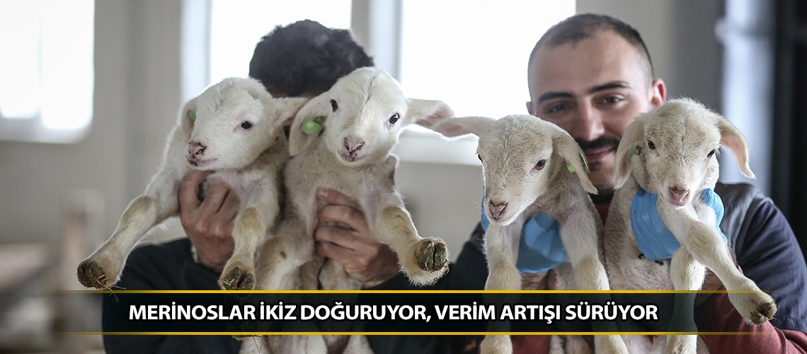 Merinoslar ikiz doğuruyor, verim artışı sürüyor