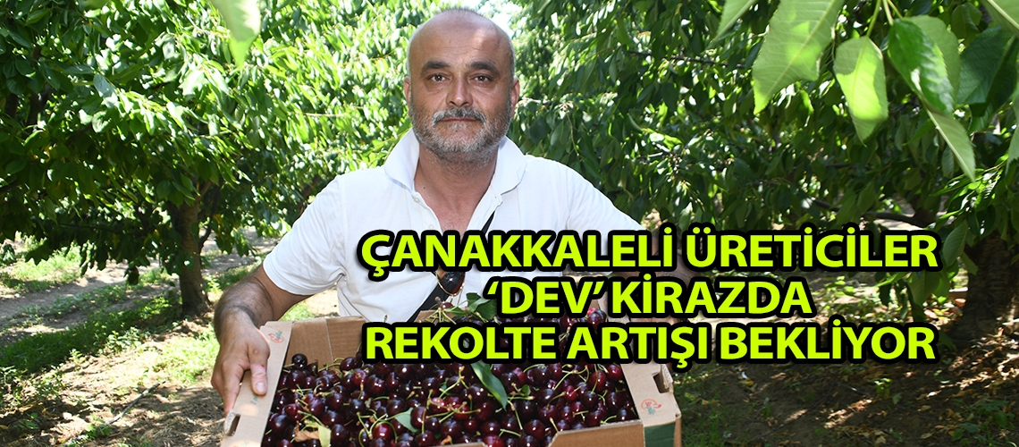 Çanakkaleli üreticiler ‘dev’ kirazda rekolte artışı bekliyor