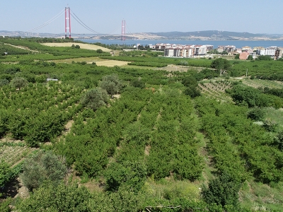 Çanakkaleli üreticiler ‘dev’ kirazda rekolte artışı bekliyor