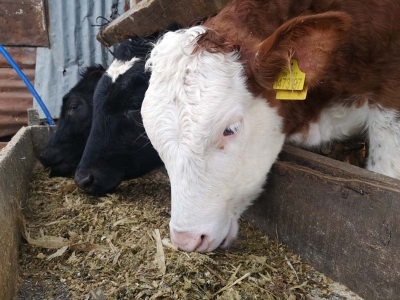 “Hayvanlar ota güğümler süte doysun”