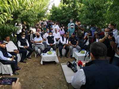 Bayramiç Beyazı için hasat zamanı