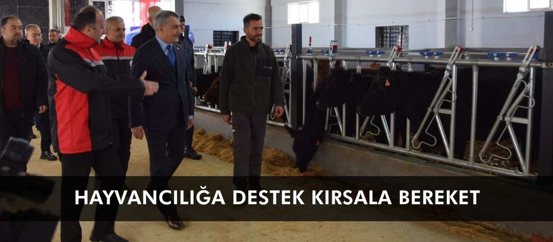 Hayvancılığa destek kırsala bereket