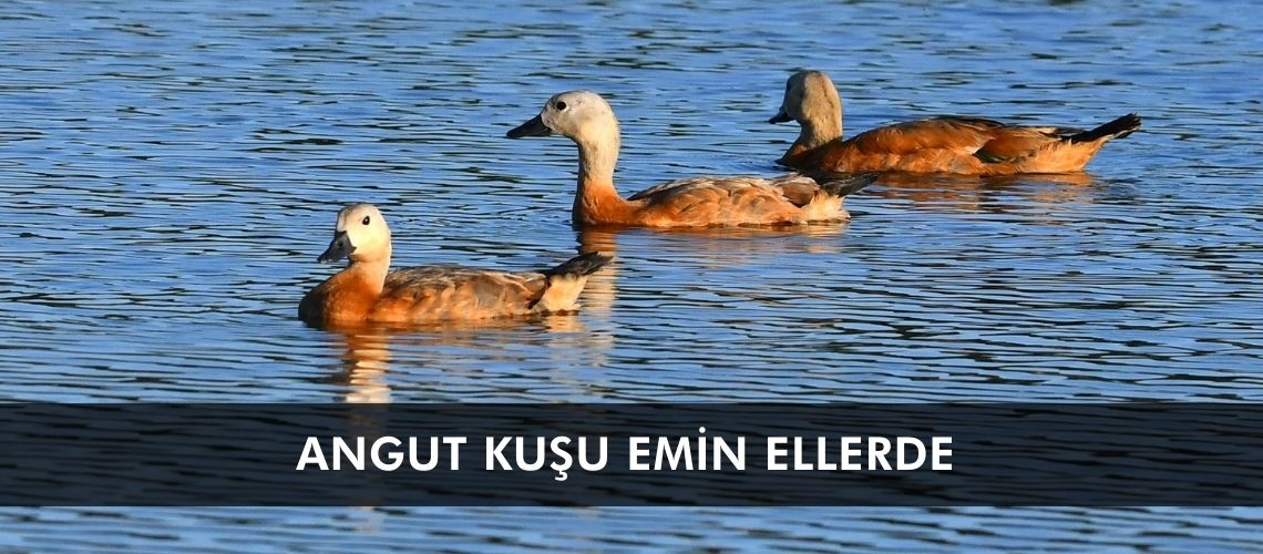 Angut kuşu emin ellerde
