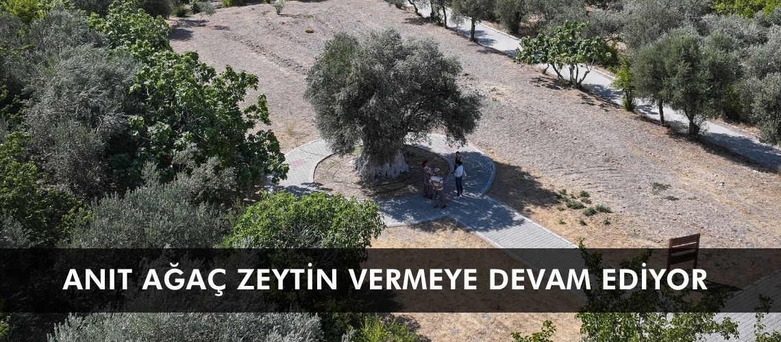 Anıt ağaç zeytin vermeye devam ediyor