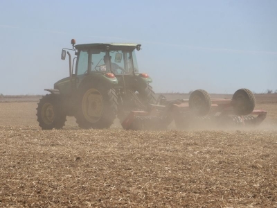 Tekirdağ’da anıza ekim yüzde 60'a ulaştı
