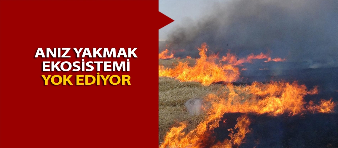 Anız yakmak ekosistemi yok ediyor