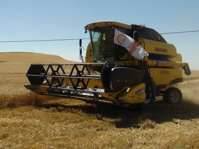 Anıza doğrudan ekim hasadı