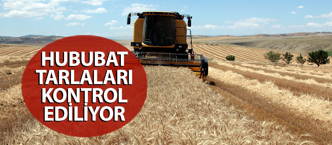 Hububat tarlaları kontrol ediliyor