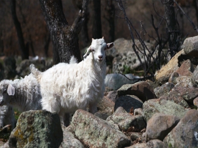 Ankara Keçisi Oğlağı