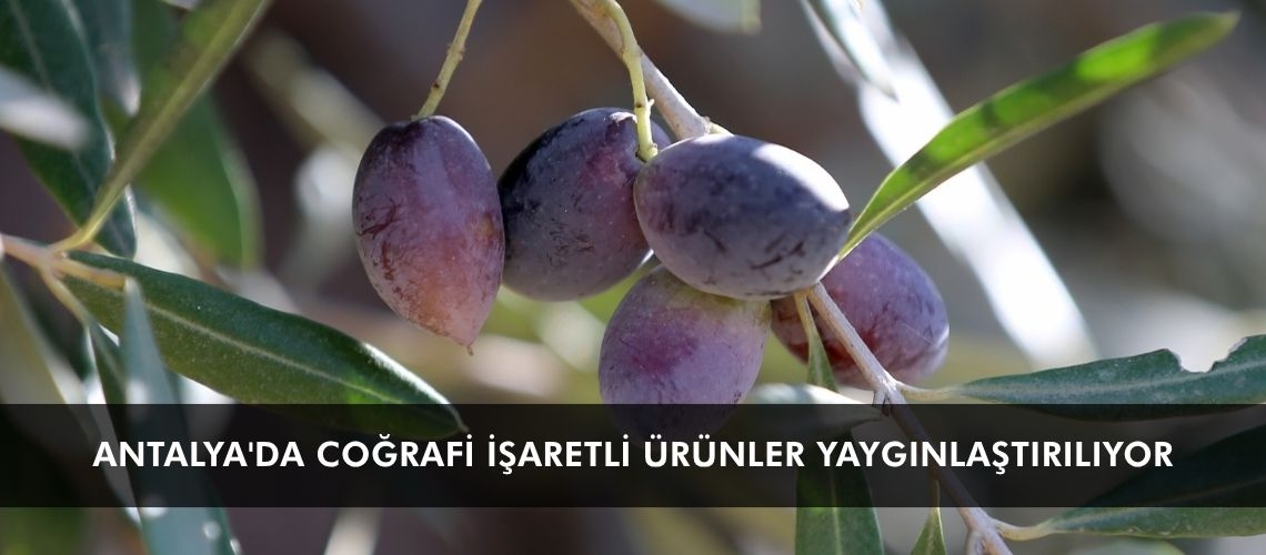 Antalya'da coğrafi işaretli ürünler yaygınlaştırılıyor