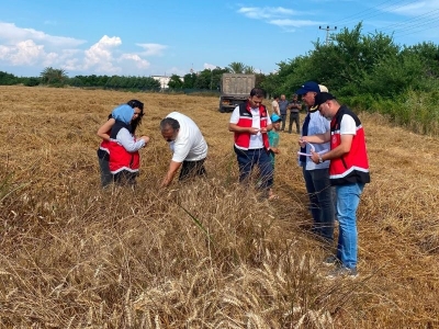Antalya'da buğday için hasat mesaisi başladı