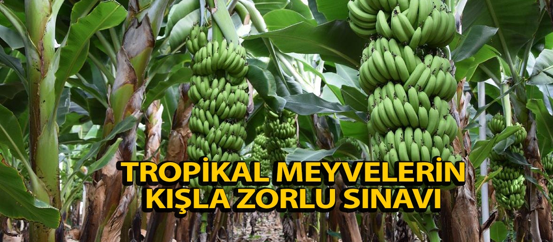 Tropikal meyvelerin kışla zorlu sınavı