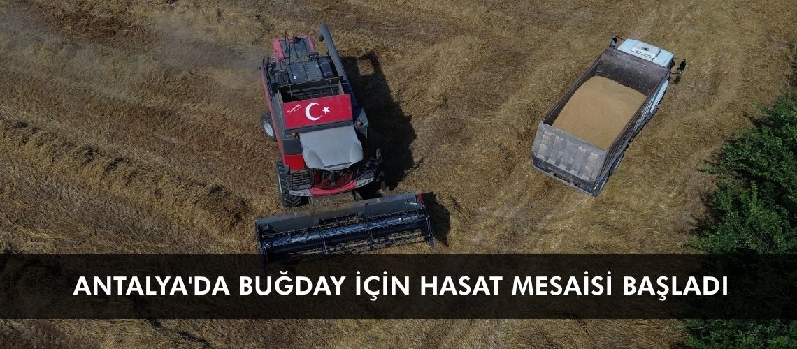 Antalya'da buğday için hasat mesaisi başladı