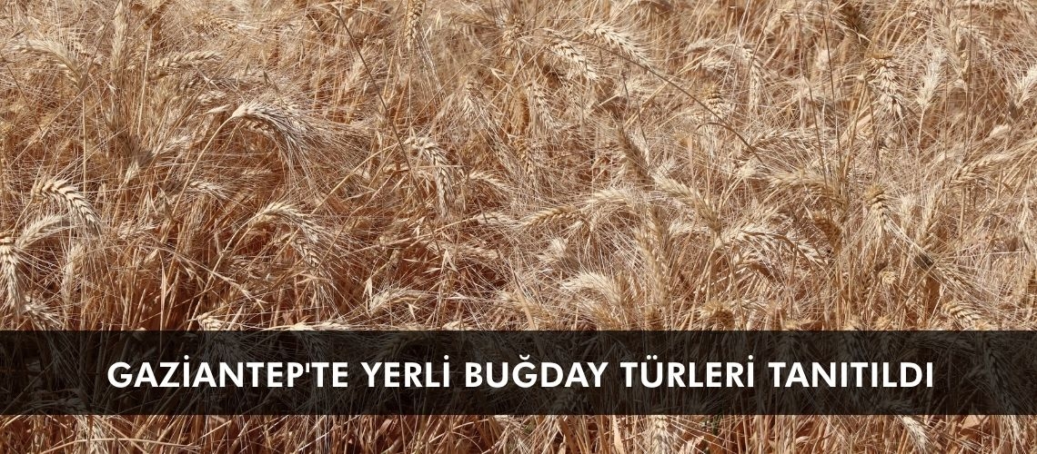 Gaziantep'te yerli buğday türleri tanıtıldı