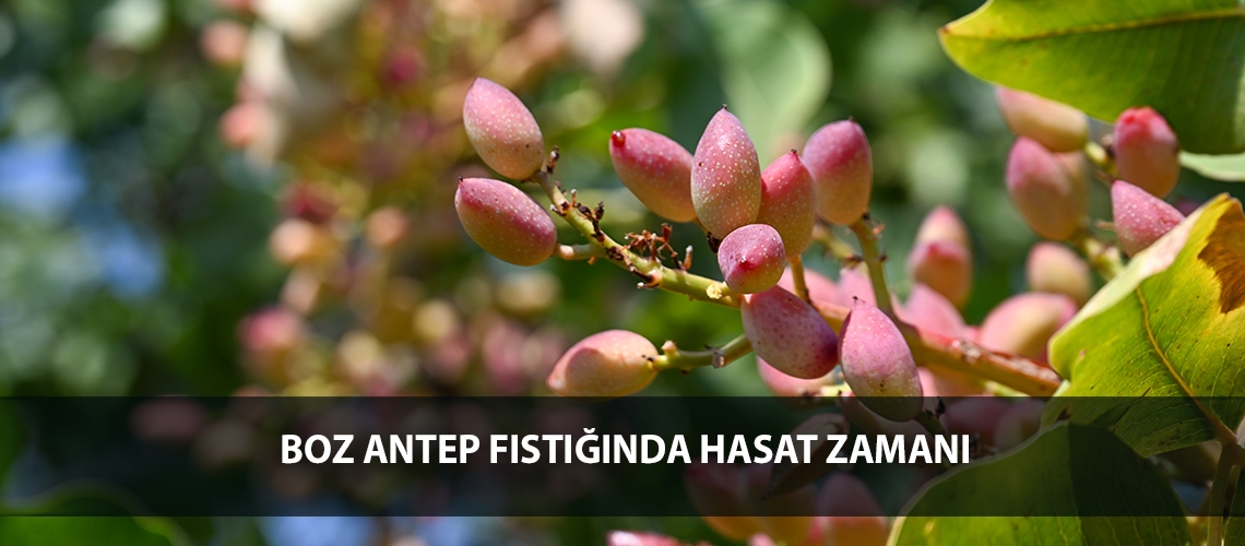 Boz Antep fıstığında hasat zamanı