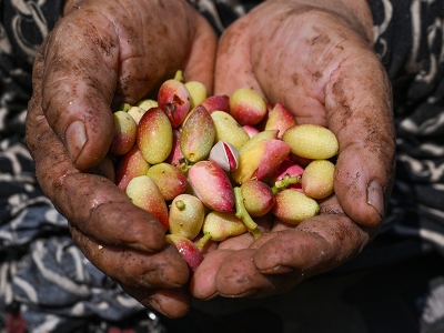 Boz Antep fıstığında hasat zamanı