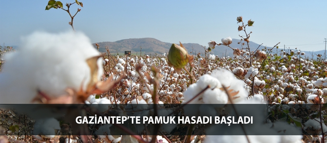 Gaziantep’te pamuk hasadı başladı