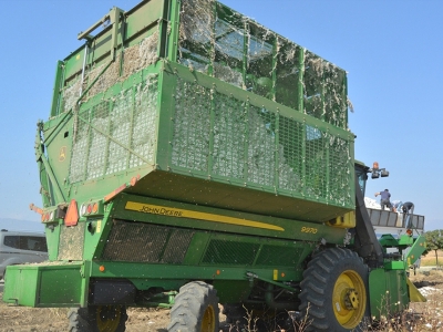 Gaziantep’te pamuk hasadı başladı