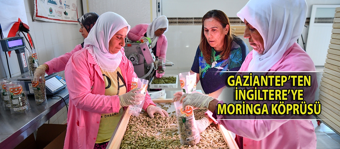 Gaziantep’ten İngiltere’ye moringa köprüsü