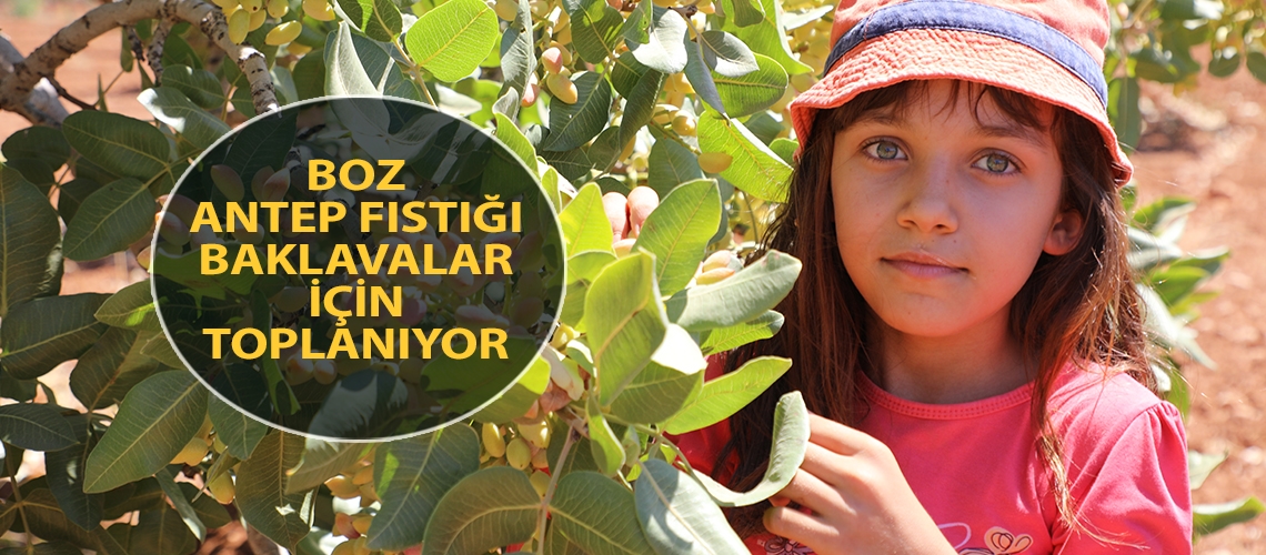 Boz Antep fıstığı baklavalar için toplanıyor