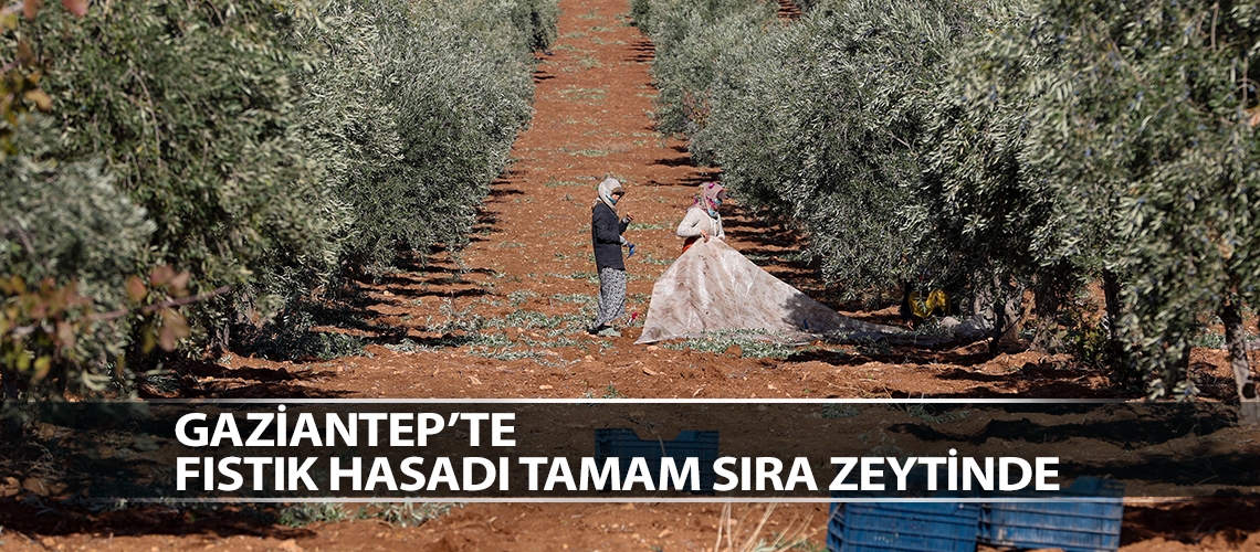 Gaziantep’te fıstık hasadı tamam sıra zeytinde