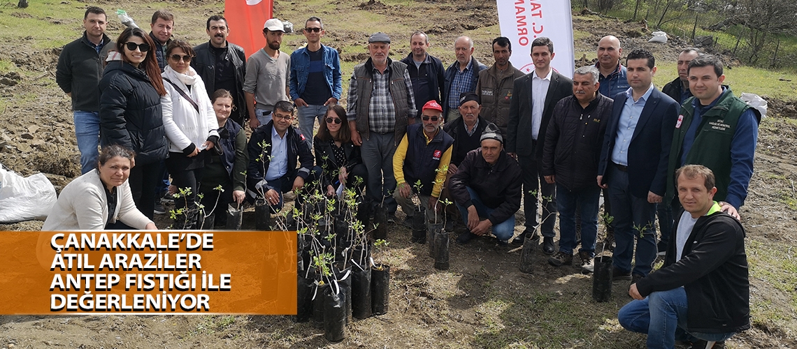 Çanakkale’de atıl araziler Antep fıstığı ile değerleniyor
