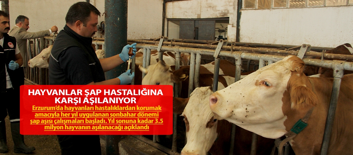 Hayvanlar şap hastalığına karşı aşılanıyor