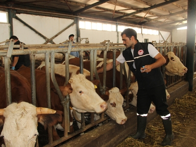 Hayvanlar şap hastalığına karşı aşılanıyor