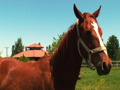 Arap ve İngiliz Atları