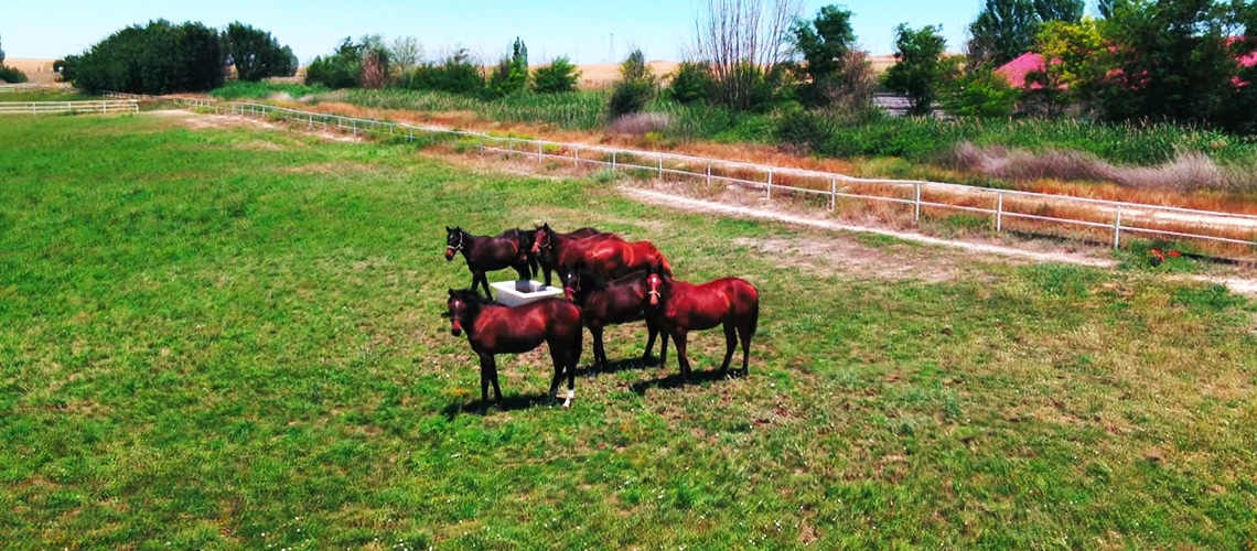 Arap ve İngiliz Atları