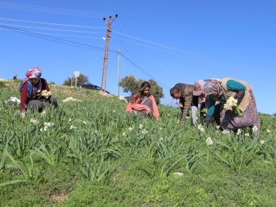 Tarım arazileri etkinleştiriliyor, projeler destekleniyor