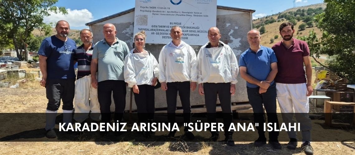 Karadeniz arısına 