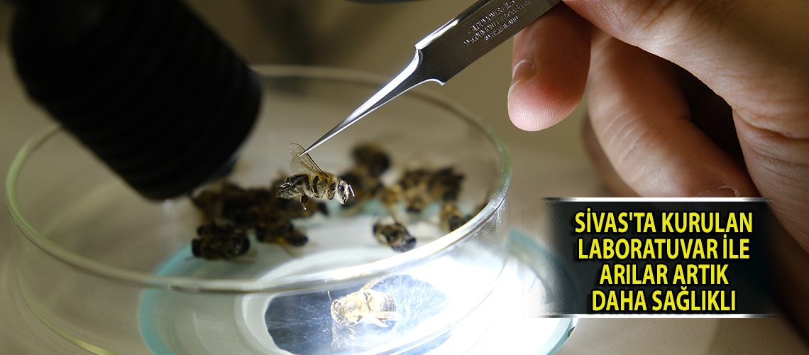 Sivas'ta kurulan laboratuvar ile arılar artık daha sağlıklı