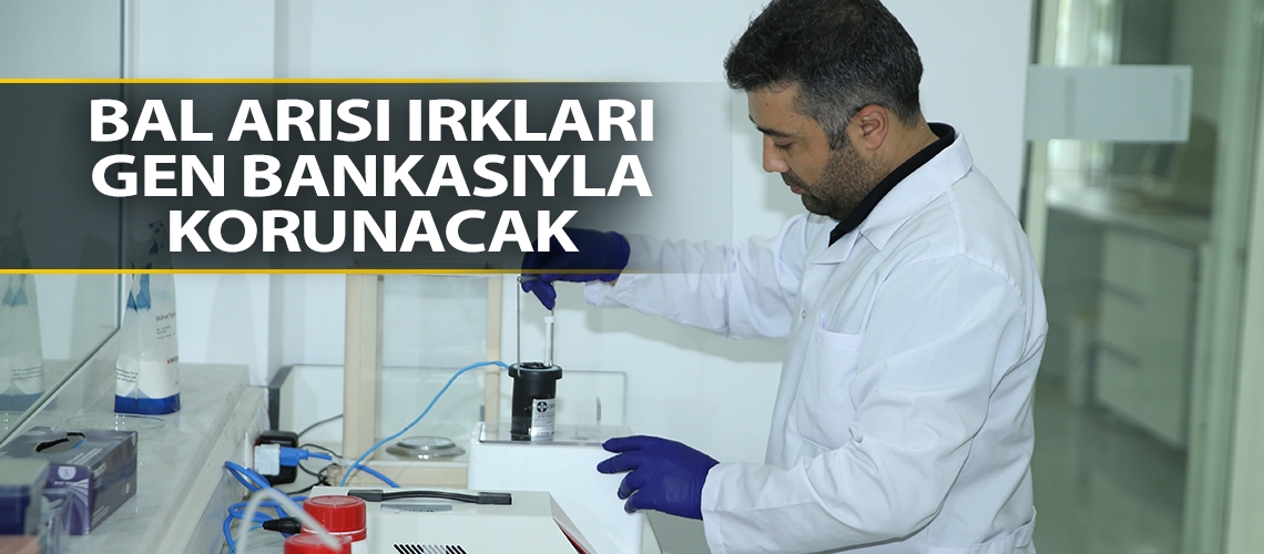 Bal arısı ırkları gen bankasıyla korunacak