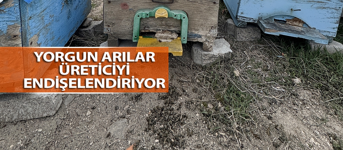 Yorgun arılar üreticiyi endişelendiriyor