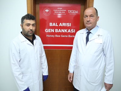 Bal arısı ırkları gen bankasıyla korunacak