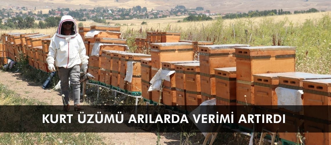 Kurt üzümü arılarda verimi artırdı