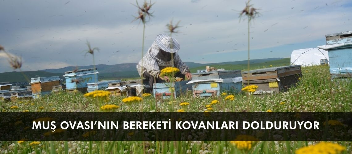 Muş Ovası’nın bereketi kovanları dolduruyor