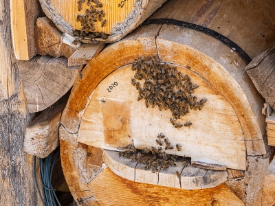 Destekle güçlendiler, gelenekselden vazgeçmediler