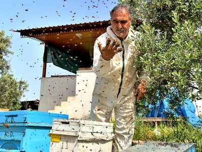 Hobi olarak başladığı arıcılıkta 400 kovana ulaştı