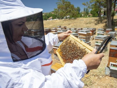 Genç Çiftçi desteğiyle arıcılıkta başarıyı yakaladı