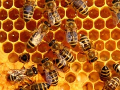 Organik arıcılara kovan başına 10 lira destek