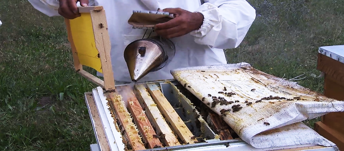 Arıcılıkta Mevsimsel Bakım İşleri