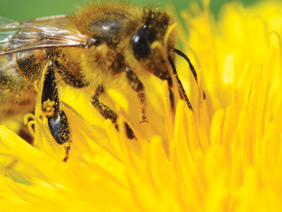 Genç girişimci kadınlar arıcılığa başladı