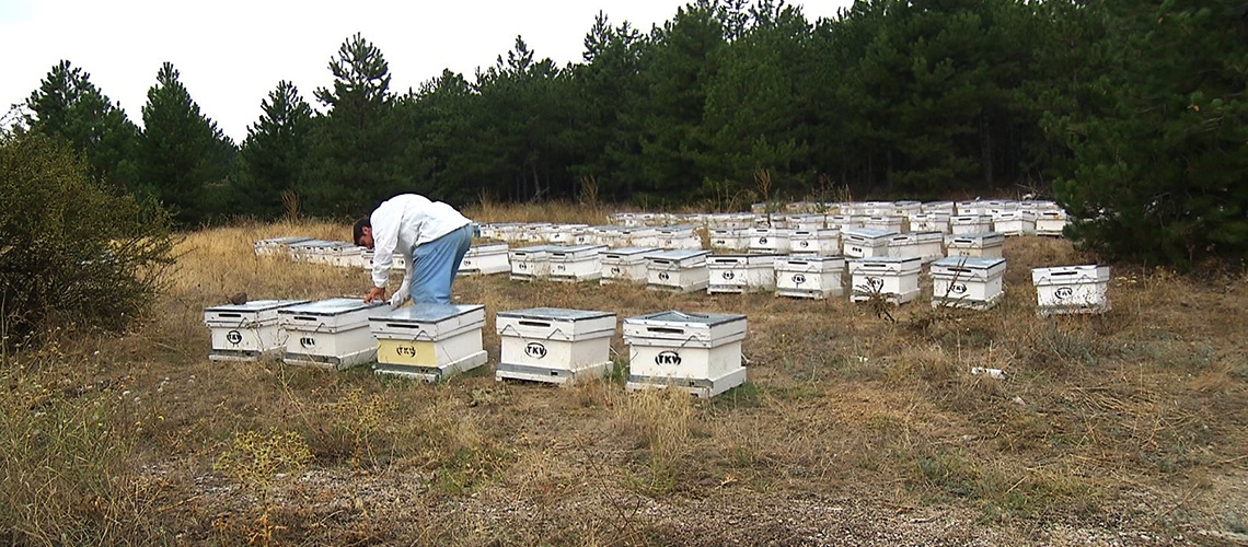 Arılı Kovan Desteklemesi