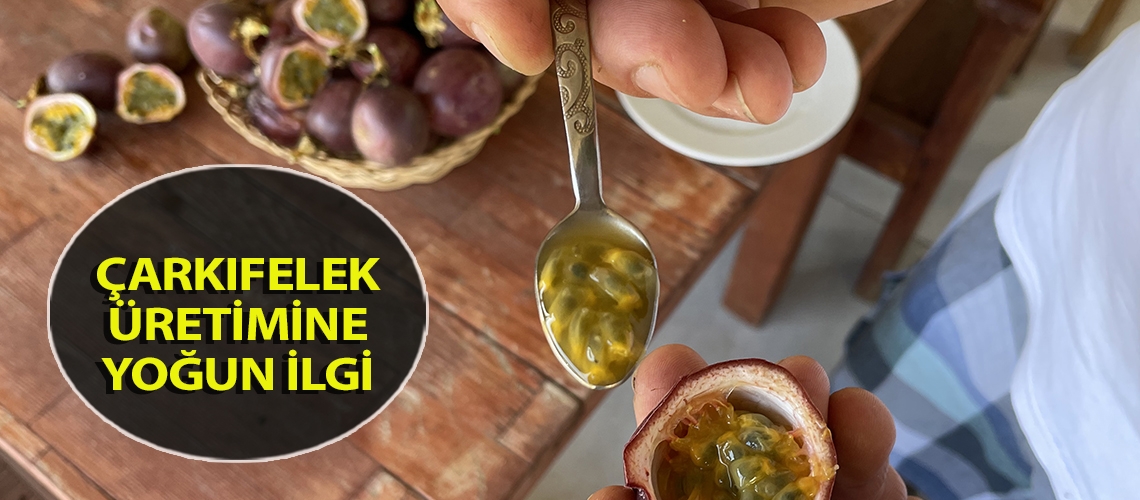 Çarkıfelek üretimine yoğun ilgi