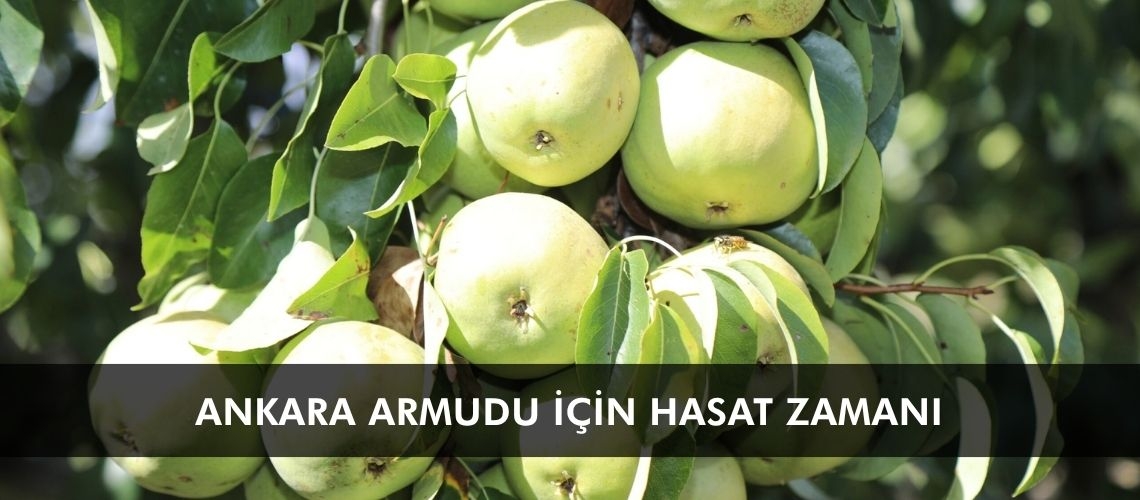 Ankara armudu için hasat zamanı