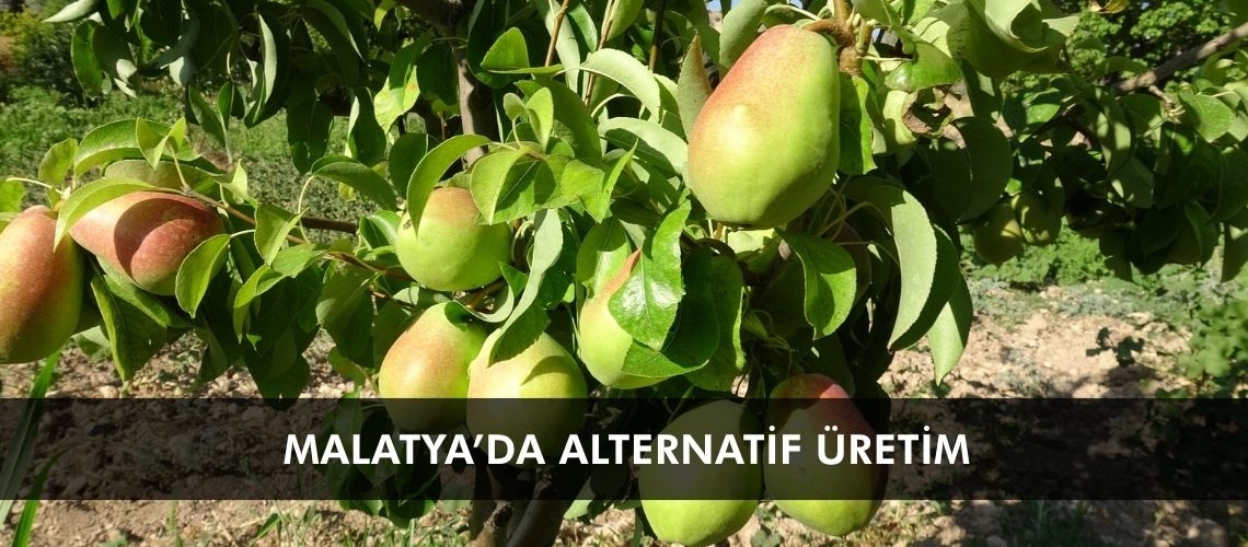 Malatya’da alternatif üretim